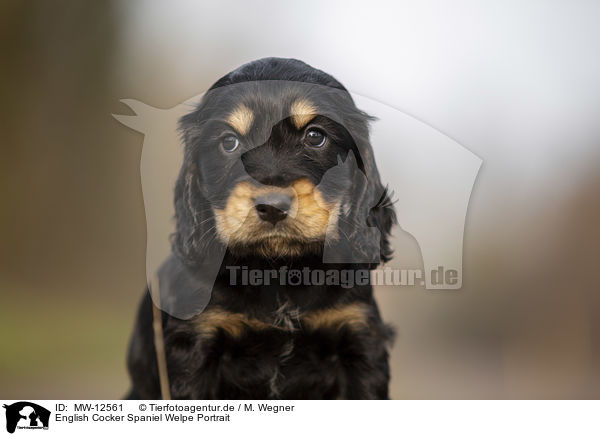 English Cocker Spaniel Welpe Portrait / English Cocker Spaniel puppy portrait / MW-12561