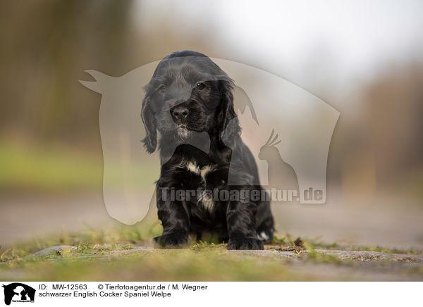 schwarzer English Cocker Spaniel Welpe / black English Cocker Spaniel puppy / MW-12563