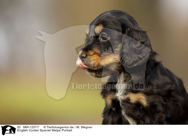 English Cocker Spaniel Welpe Portrait / English Cocker Spaniel puppy portrait / MW-12577