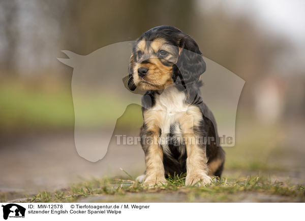 sitzender English Cocker Spaniel Welpe / sitting English Cocker Spaniel puppy / MW-12578