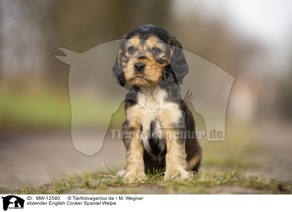 sitzender English Cocker Spaniel Welpe / MW-12580