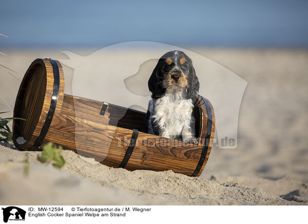 English Cocker Spaniel Welpe am Strand / MW-12594