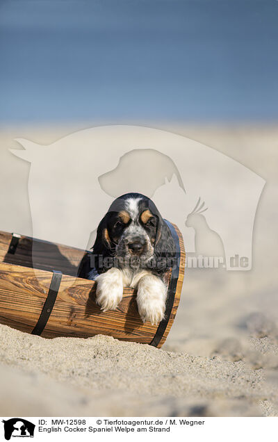 English Cocker Spaniel Welpe am Strand / MW-12598