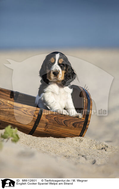 English Cocker Spaniel Welpe am Strand / MW-12601