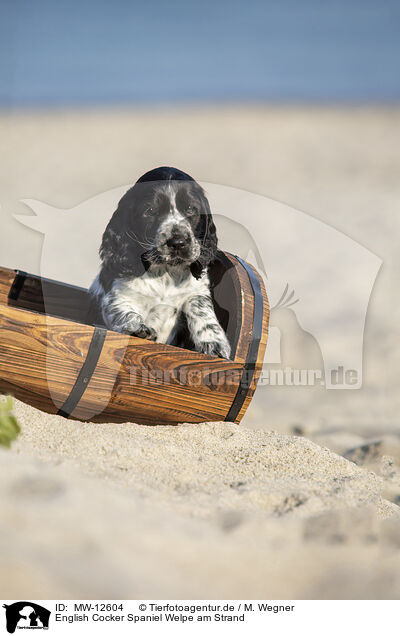 English Cocker Spaniel Welpe am Strand / MW-12604