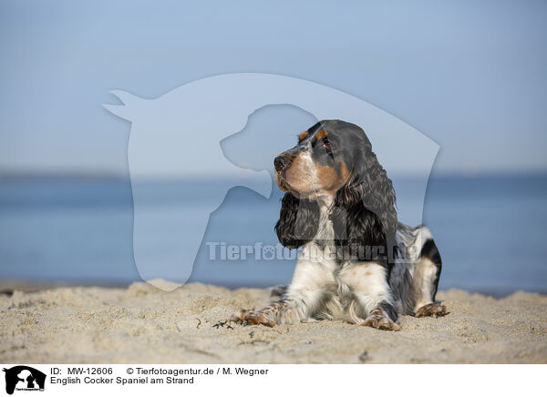 English Cocker Spaniel am Strand / MW-12606