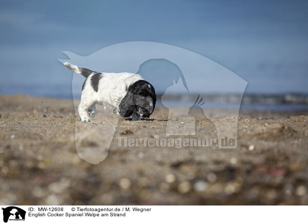 English Cocker Spaniel Welpe am Strand / MW-12608