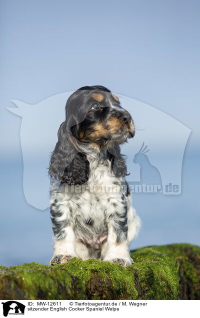sitzender English Cocker Spaniel Welpe / sitting English Cocker Spaniel Puppy / MW-12611