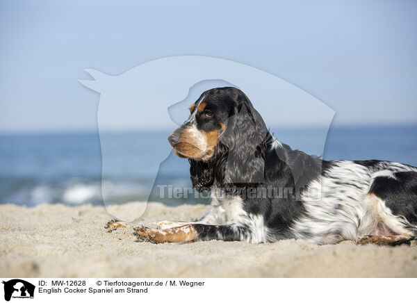 English Cocker Spaniel am Strand / MW-12628