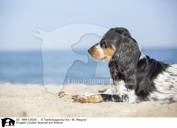English Cocker Spaniel am Strand / MW-12629