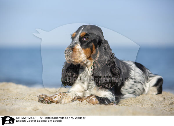 English Cocker Spaniel am Strand / MW-12637