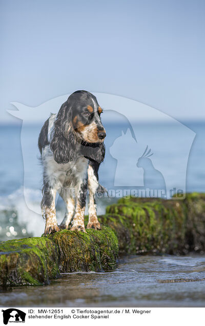 stehender English Cocker Spaniel / standing English Cocker Spaniel / MW-12651