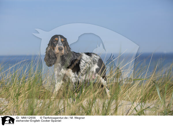 stehender English Cocker Spaniel / MW-12656