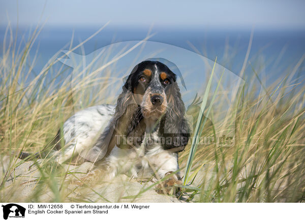 English Cocker Spaniel am Strand / MW-12658