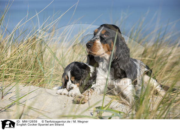 English Cocker Spaniel am Strand / MW-12659