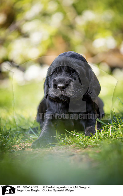 liegender English Cocker Spaniel Welpe / MW-12683