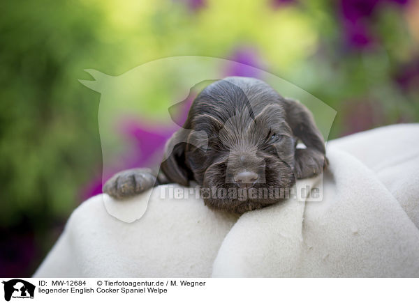 liegender English Cocker Spaniel Welpe / MW-12684