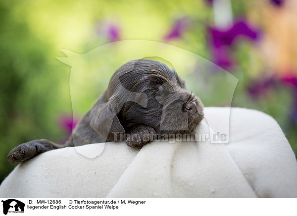 liegender English Cocker Spaniel Welpe / lying English Cocker Spaniel puppy / MW-12686