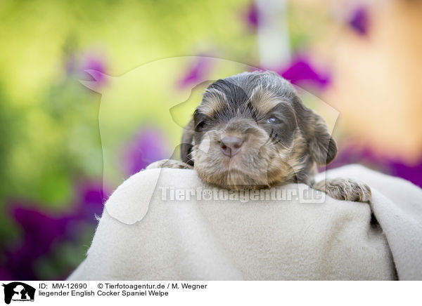 liegender English Cocker Spaniel Welpe / MW-12690