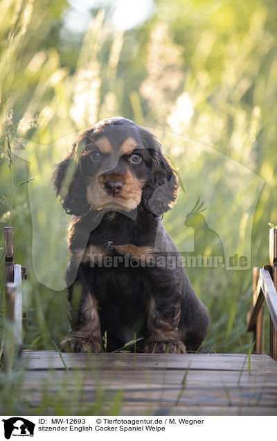sitzender English Cocker Spaniel Welpe / MW-12693