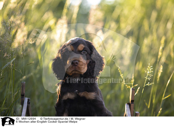 6 Wochen alter English Cocker Spaniel Welpe / MW-12694