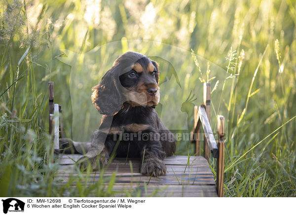 6 Wochen alter English Cocker Spaniel Welpe / MW-12698