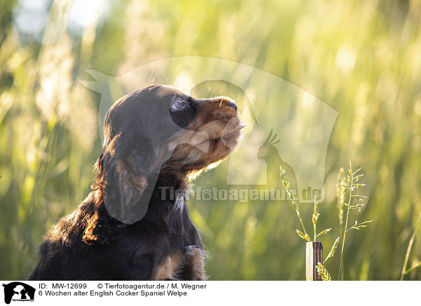 6 Wochen alter English Cocker Spaniel Welpe / MW-12699