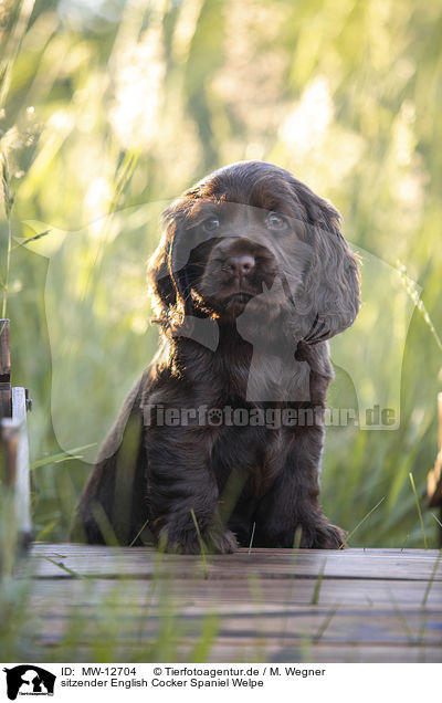 sitzender English Cocker Spaniel Welpe / MW-12704
