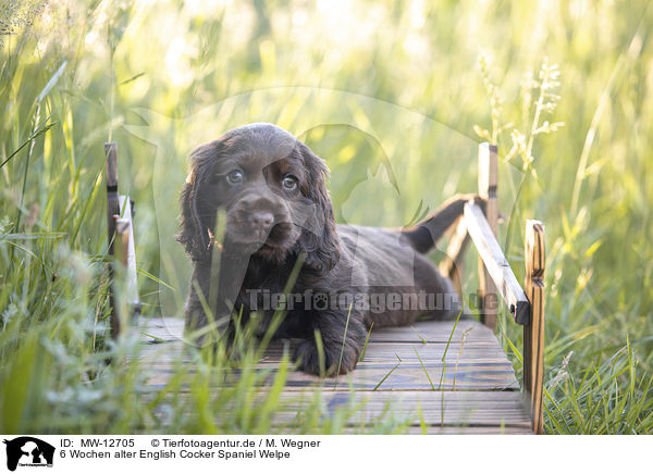 6 Wochen alter English Cocker Spaniel Welpe / MW-12705