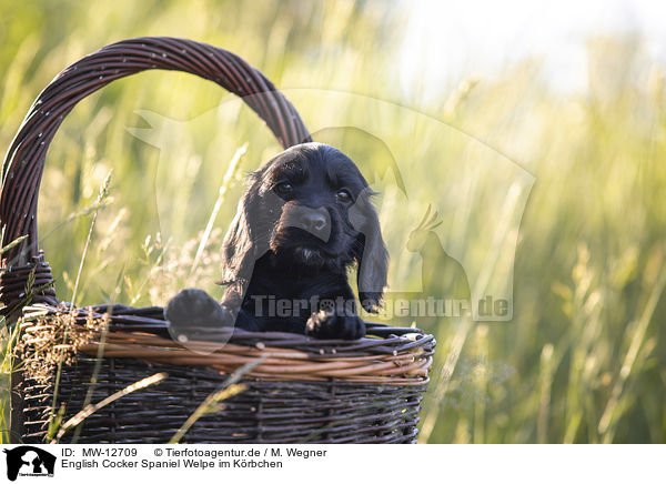 English Cocker Spaniel Welpe im Krbchen / MW-12709