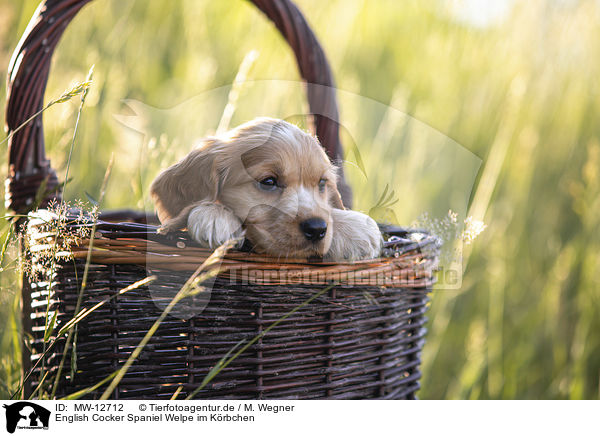 English Cocker Spaniel Welpe im Krbchen / MW-12712