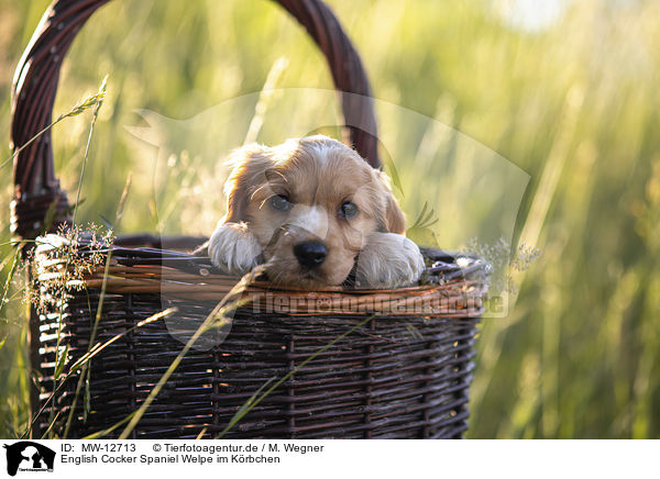 English Cocker Spaniel Welpe im Krbchen / MW-12713