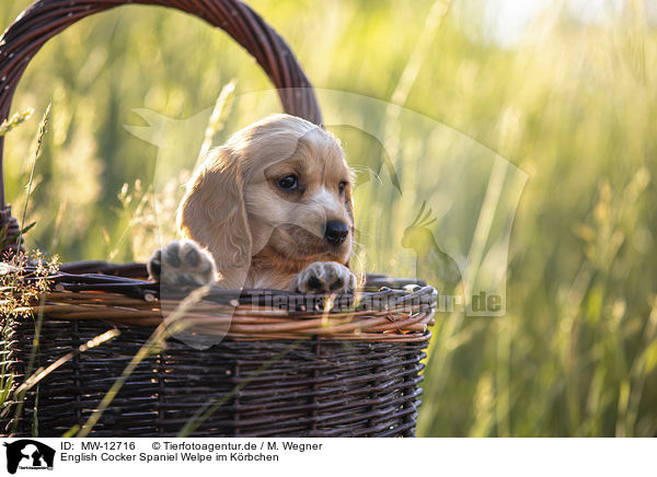 English Cocker Spaniel Welpe im Krbchen / MW-12716