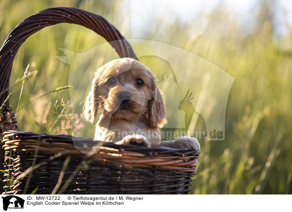 English Cocker Spaniel Welpe im Krbchen / English Cocker Spaniel puppy in a basket / MW-12722