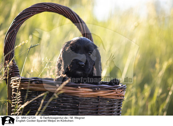 English Cocker Spaniel Welpe im Krbchen / MW-12724