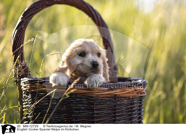 English Cocker Spaniel Welpe im Krbchen / MW-12729