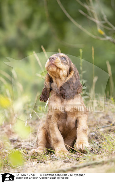 sitzender English Cocker Spaniel Welpe / MW-12739