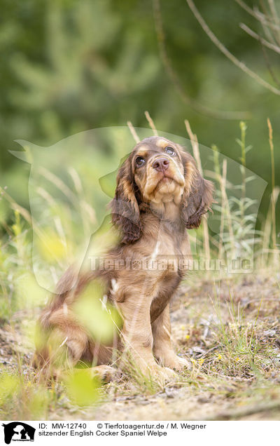 sitzender English Cocker Spaniel Welpe / MW-12740