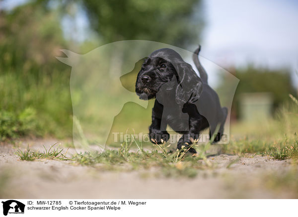 schwarzer English Cocker Spaniel Welpe / MW-12785
