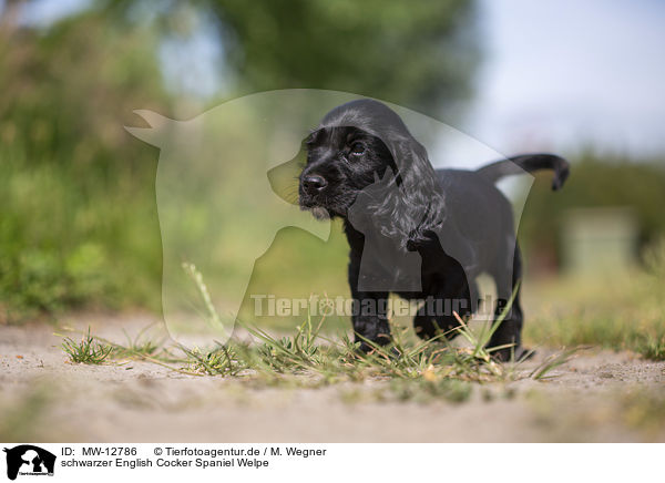 schwarzer English Cocker Spaniel Welpe / MW-12786