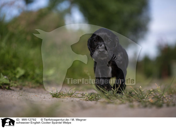 schwarzer English Cocker Spaniel Welpe / MW-12792