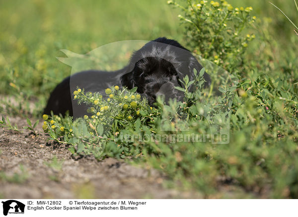 English Cocker Spaniel Welpe zwischen Blumen / MW-12802