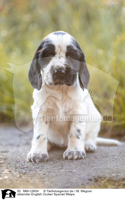 sitzender English Cocker Spaniel Welpe / MW-12804