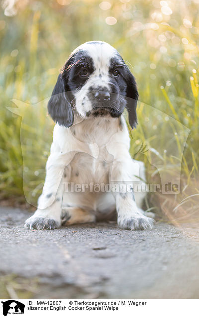 sitzender English Cocker Spaniel Welpe / MW-12807