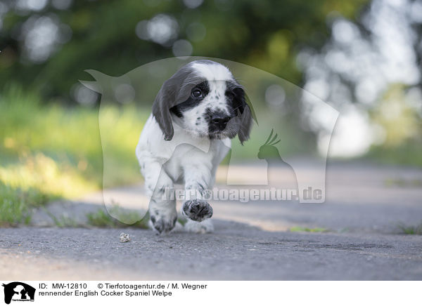 rennender English Cocker Spaniel Welpe / MW-12810
