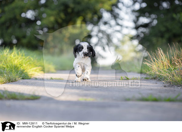rennender English Cocker Spaniel Welpe / MW-12811