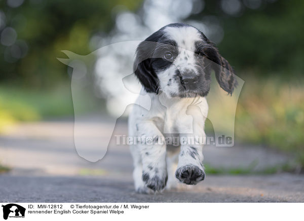 rennender English Cocker Spaniel Welpe / MW-12812