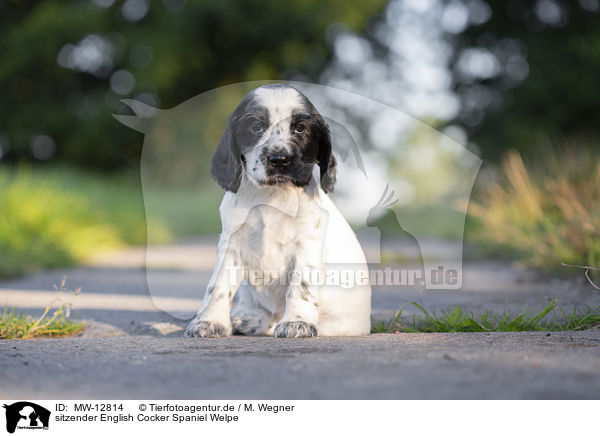 sitzender English Cocker Spaniel Welpe / MW-12814