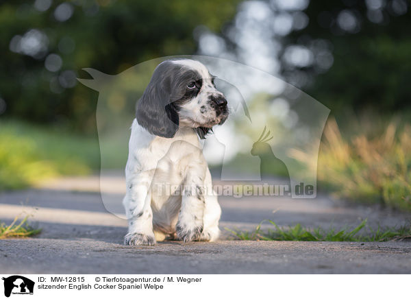 sitzender English Cocker Spaniel Welpe / MW-12815