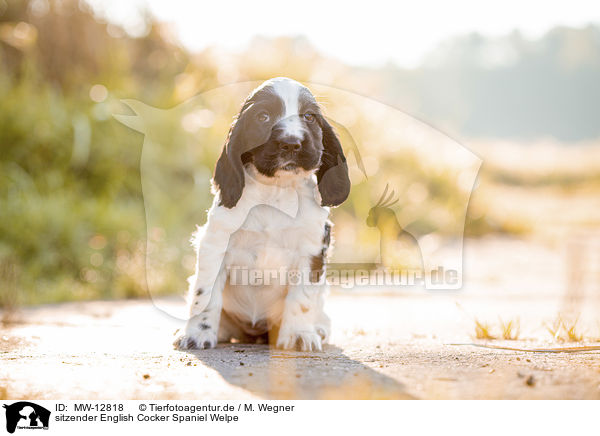 sitzender English Cocker Spaniel Welpe / MW-12818